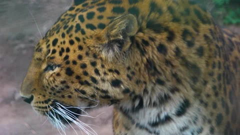 Close view of jaguar head Stock Footage 270657861