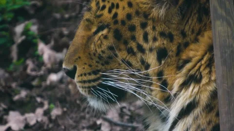 Close view of jaguar head Stock-Footage 270658324