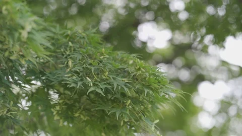 Close up view of Japanese Maple tree or Acer palmatum moving by the wind Stock Footage 126654821