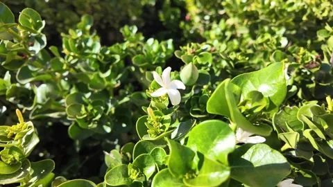 Close view of a jasmine flower on the wind for nature backgrounds Vídeos de archivo 317177688