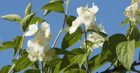 Close-up view of Jasmine flowers on the branch in the garden Stock Footage 155122966