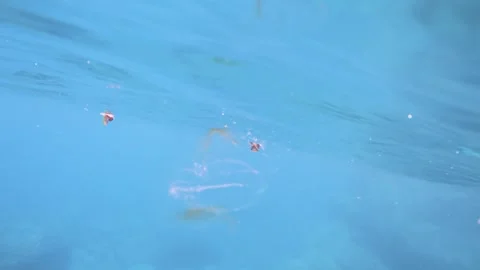 Close view of a jelly fish floating on surface underwater in deep blue ocean in  Stock-Footage 263018459