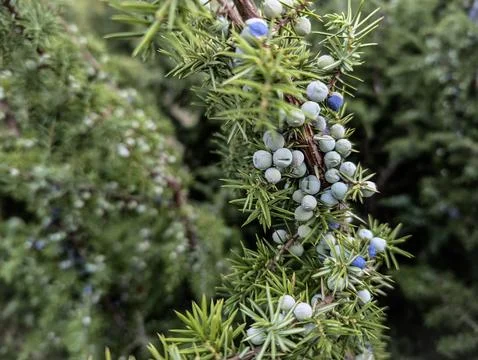 A close-up view of a juniper branch showcases its abundant berries, a testa.. Stock Photos