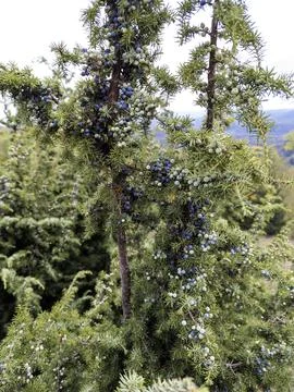 A close-up view of a juniper branch showcases its abundant berries, a testa.. 스톡 사진