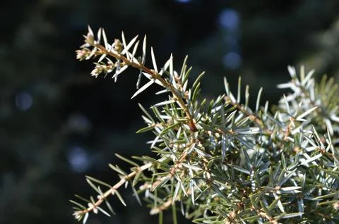 Close-up view of a juniper branch showcasing its distinctive needle-like leaves Stock Photos