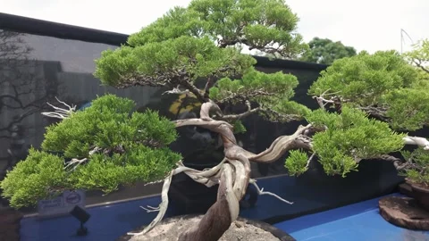 Close-up view of the Junipers bonsai tree. Видео 283606593