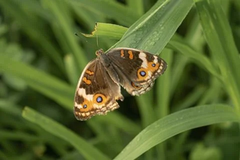 Close up view of a Junonia orithya Stock Photos