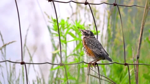 Close up view of Juvenile American Robin bird alone on the metal fence. Stock Footage 314031162
