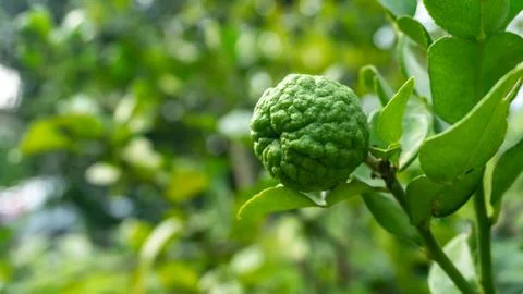 Close up view of Kaffir lime or limau purut on the tree at the garden. Stock Photos