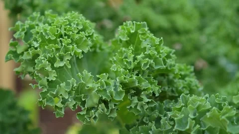 Close-up view of kale in the garden. Video stock 335196018