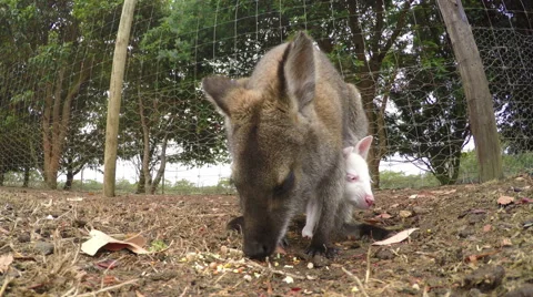 Close-up view of kangaroo and joey eating Stock Footage 45872241