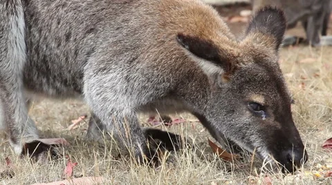 Close-up view of a kangaroo eating Stock Footage 45872686
