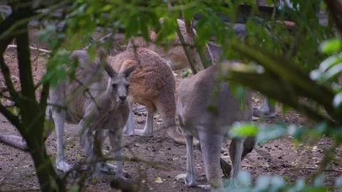 Close view of kangaroo Stock Footage 253735479