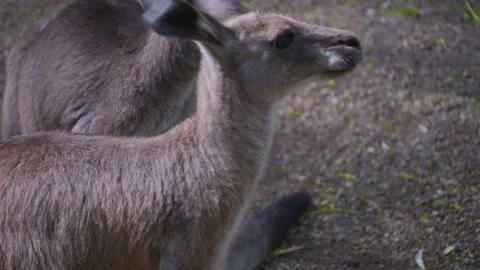 Close view of kangaroo Stock Footage 253735910