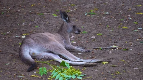 Close view of kangaroo Stock Footage 253735990