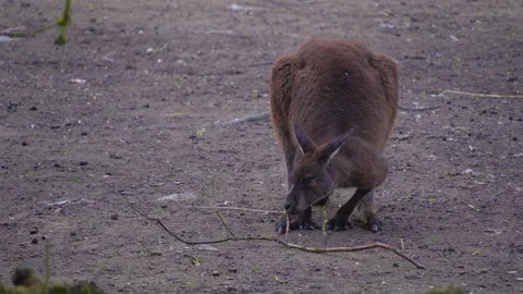 Close view of an kangaroo Stock Footage 274635333