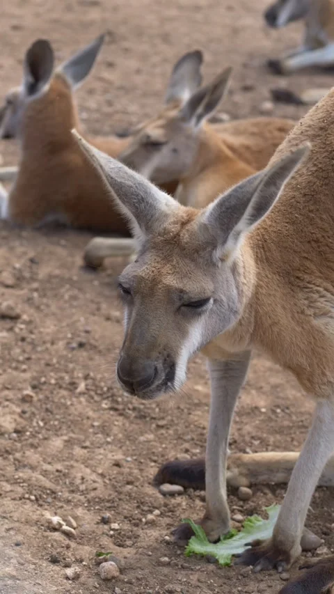 Close view of kangaroo, Macropus species, known for strong legs and jumping Stock-Footage 331995844