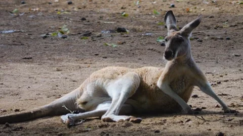 Close view of kangaroo relaxing  Stock Footage 253491768