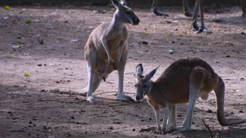 Close view of kangaroos Stock Footage 254166276