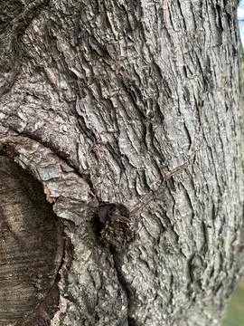 Close-up view of ketapang tree bark. Natural background Stock Photos