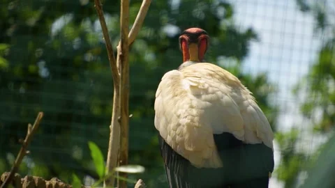 Close up view of a king vulture Stock Footage 254943457