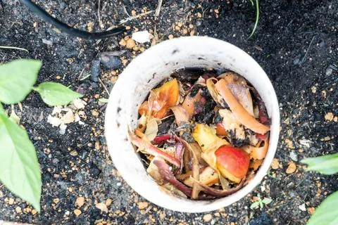 Close-up view of kitchen waste and red wriggler earthworms in worm tower for Foto stock