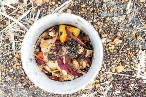 Close-up view of kitchen waste and red wriggler earthworms in worm tower for Foto stock