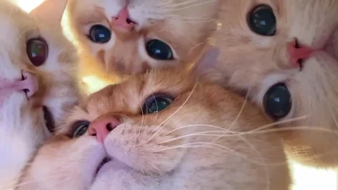 Close-up view of a kitten's eye Video stock 317641856