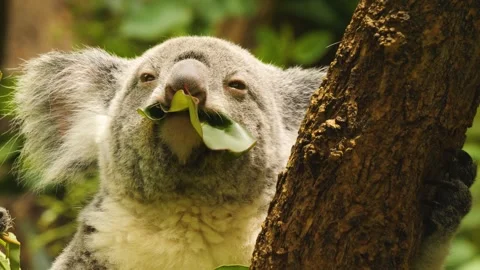 Close view of  a Koala bear Stock Footage 255681282
