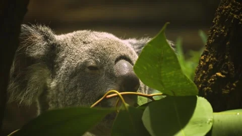 Close view of a Koala bear Stock Footage 258076745