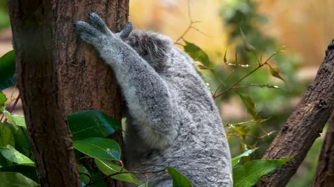 Close view of a Koala bear Stock Footage 263839515