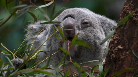 Close view of a Koala bear Stock Footage 263841229