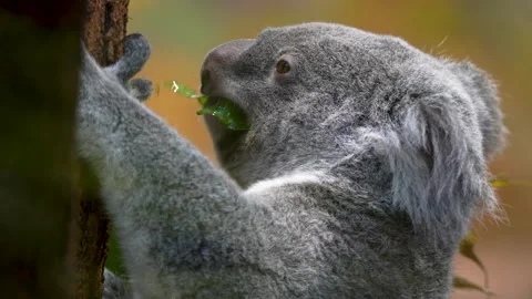 Close up view of a Koala bear Stock Footage 263924774