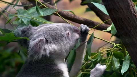 Close up view of a Koala bear Stock Footage 263925483