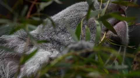 Close up view of a Koala bear Stock Footage 263928066