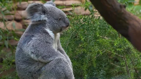Close view of a Koala bear Stock Footage 266672367