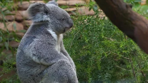Close up view of a Koala bear  Stock Footage 266741800