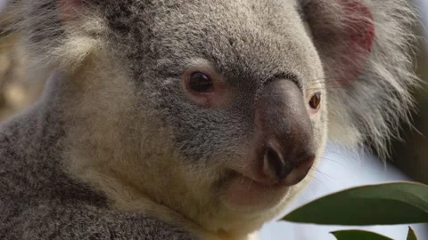 Close view of  a Koala bear Stock Footage 269693753