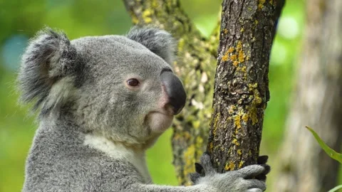 Close up view of a Koala bear  Stock Footage 275513336