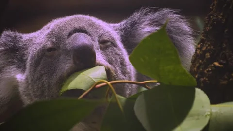 Close view of a Koala bear head Stock Footage 258852275