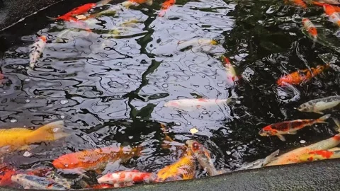 Close up view of koi carps  Stock Footage 266069081