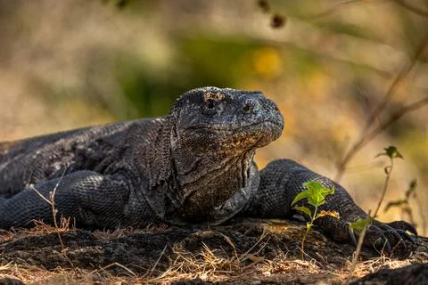 Close-up view of Komodo dragon during travel in Indonesia Stock Photos