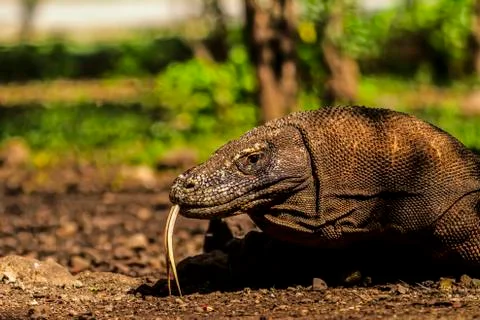 Close up view of a komodo dragon with forked tongue. Stock Photos