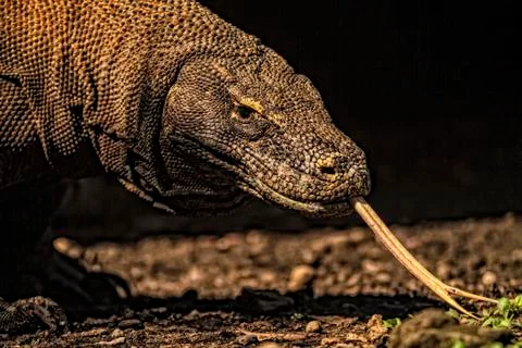 Close up view of a komodo dragon with forked tongue. Stock-Fotos