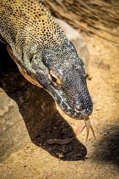 Close-up view of a Komodo dragon Stock Photos