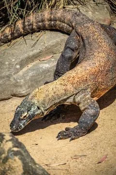 Close-up view of a Komodo dragon Stock Photos