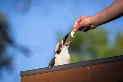 A close-up view of a kookaburra perched on a tree branch Stock Photos
