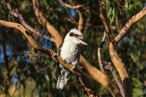 A close-up view of a kookaburra perched on a tree branch Stock Photos