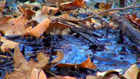 Close-Up View of La Brea Tar Pit Bubbles Stock Footage 92373673