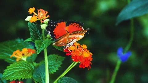 Close view of lacewing butterfly Stock Footage 309145668